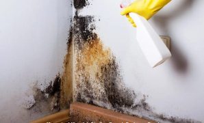 Mengatasi Masalah Dinding Rumah Berjamur Parah