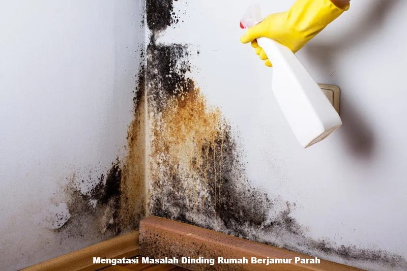 Mengatasi Masalah Dinding Rumah Berjamur Parah